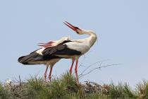 Storch